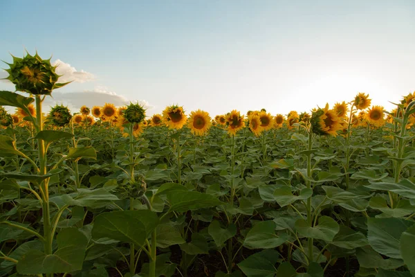 Mavi gökyüzü arka plan üzerinde sonsuz ayçiçeği alan