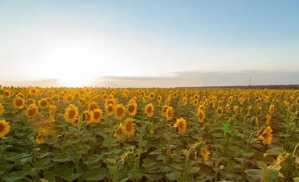 Mavi gökyüzü arka plan üzerinde sonsuz ayçiçeği alan