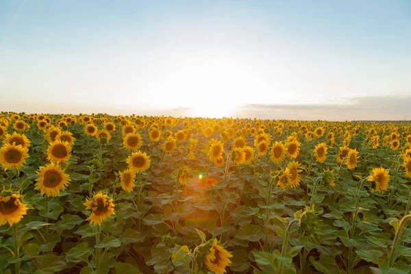 Mavi gökyüzü arka plan üzerinde sonsuz ayçiçeği alan