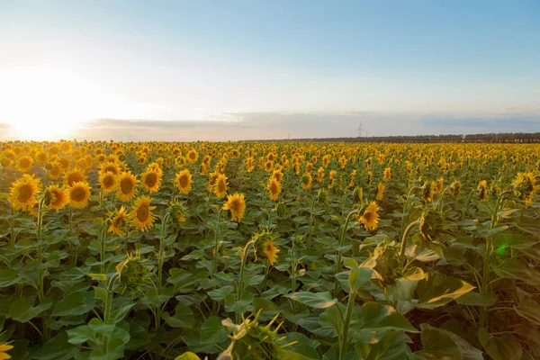 Mavi gökyüzü arka plan üzerinde sonsuz ayçiçeği alan