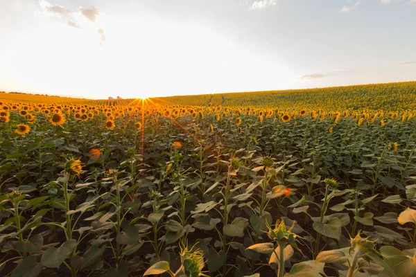 Champ Tournesol Sans Fin Sur Fond Ciel Bleu — Photo