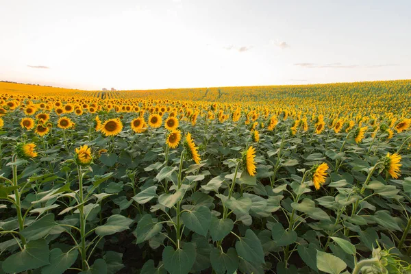Mavi gökyüzü arka plan üzerinde sonsuz ayçiçeği alan