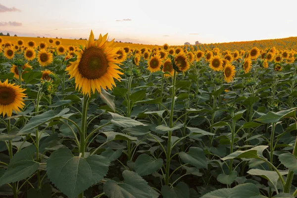 Mavi gökyüzü arka plan üzerinde sonsuz ayçiçeği alan