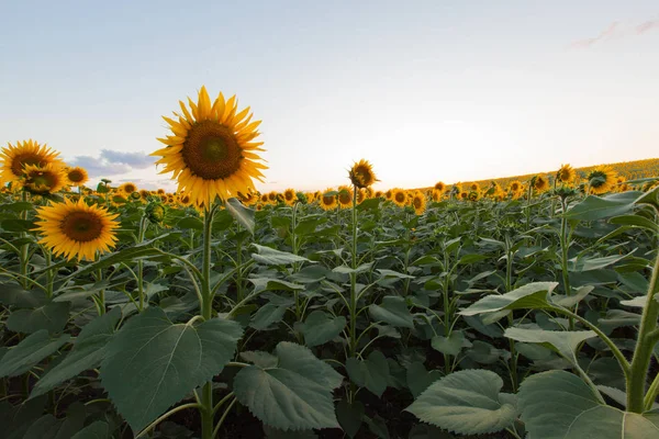 Mavi gökyüzü arka plan üzerinde sonsuz ayçiçeği alan