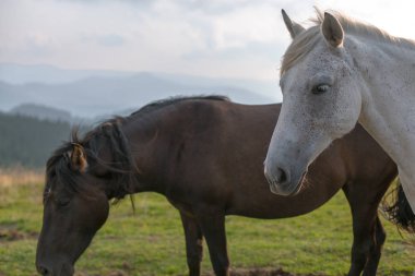 mavi gökyüzü ve beyaz bulutlar karşı dağda otlayan atlar