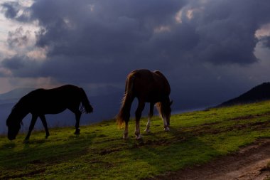 mavi gökyüzü ve beyaz bulutlar karşı dağda otlayan atlar