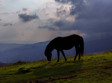 mavi gökyüzü ve beyaz bulutlar karşı dağda otlayan atlar
