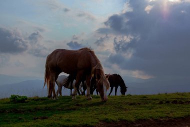 mavi gökyüzü ve beyaz bulutlar karşı dağda otlayan atlar