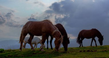 mavi gökyüzü ve beyaz bulutlar karşı dağda otlayan atlar
