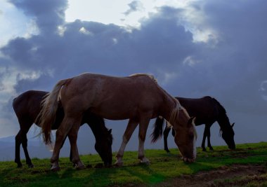 mavi gökyüzü ve beyaz bulutlar karşı dağda otlayan atlar