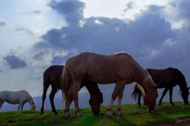 mavi gökyüzü ve beyaz bulutlar karşı dağda otlayan atlar