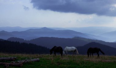 mavi gökyüzü ve beyaz bulutlar karşı dağda otlayan atlar