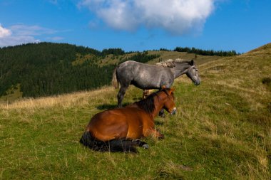 mavi gökyüzü ve beyaz bulutlar karşı dağda otlayan atlar