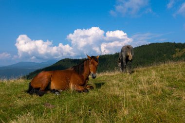 mavi gökyüzü ve beyaz bulutlar karşı dağda otlayan atlar