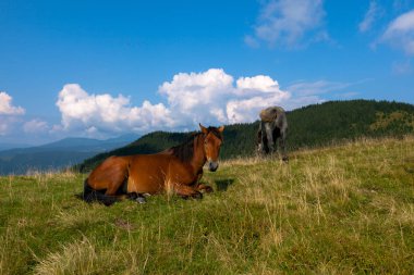 mavi gökyüzü ve beyaz bulutlar karşı dağda otlayan atlar