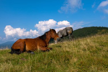 mavi gökyüzü ve beyaz bulutlar karşı dağda otlayan atlar
