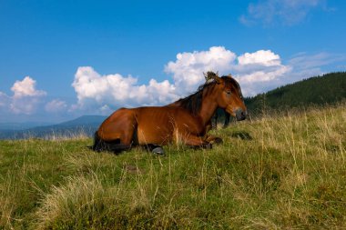 mavi gökyüzü ve beyaz bulutlar karşı dağda otlayan atlar