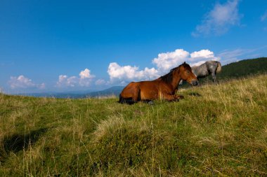 mavi gökyüzü ve beyaz bulutlar karşı dağda otlayan atlar