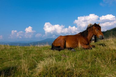 mavi gökyüzü ve beyaz bulutlar karşı dağda otlayan atlar