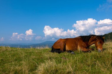 mavi gökyüzü ve beyaz bulutlar karşı dağda otlayan atlar