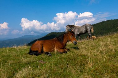 mavi gökyüzü ve beyaz bulutlar karşı dağda otlayan atlar