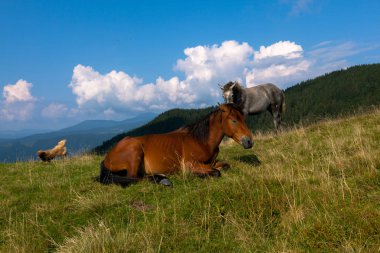 mavi gökyüzü ve beyaz bulutlar karşı dağda otlayan atlar