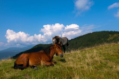 mavi gökyüzü ve beyaz bulutlar karşı dağda otlayan atlar