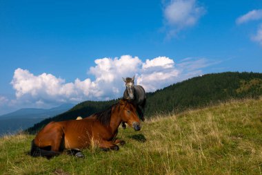 mavi gökyüzü ve beyaz bulutlar karşı dağda otlayan atlar