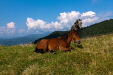 mavi gökyüzü ve beyaz bulutlar karşı dağda otlayan atlar