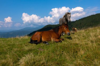 mavi gökyüzü ve beyaz bulutlar karşı dağda otlayan atlar