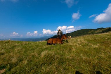 mavi gökyüzü ve beyaz bulutlar karşı dağda otlayan atlar