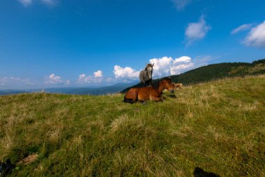 mavi gökyüzü ve beyaz bulutlar karşı dağda otlayan atlar