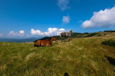 mavi gökyüzü ve beyaz bulutlar karşı dağda otlayan atlar