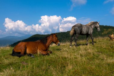 mavi gökyüzü ve beyaz bulutlar karşı dağda otlayan atlar