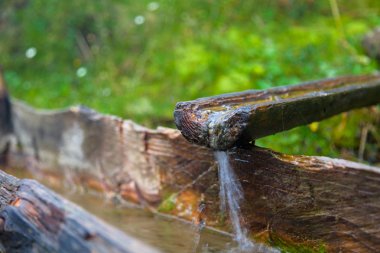 bir ahşap içme dağlar kase bir bahar hayvanlar su için