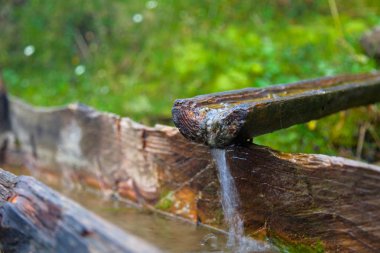 bir ahşap içme dağlar kase bir bahar hayvanlar su için