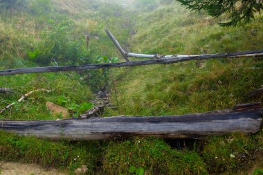 bir ahşap içme dağlar kase bir bahar hayvanlar su için