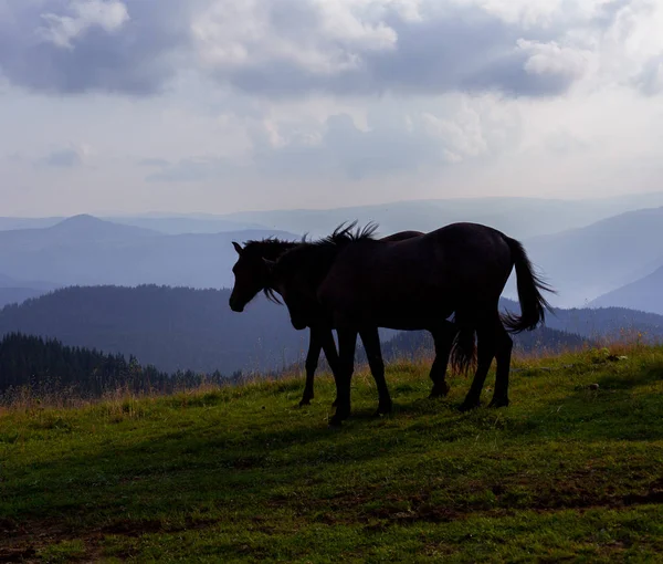 Chevaux Broutant Dans Les Montagnes Contre Ciel Bleu Les Nuages — Photo