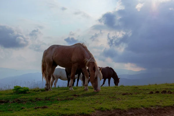 horses grazing in the mountains against the blue sky and white clouds