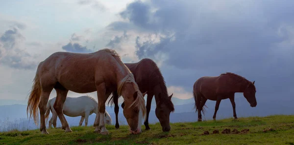 mavi gökyüzü ve beyaz bulutlar karşı dağda otlayan atlar