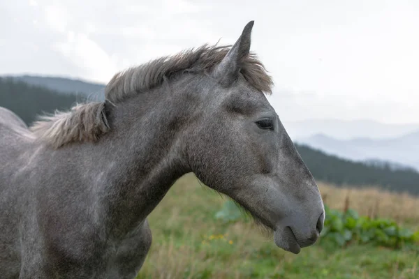 mavi gökyüzü ve beyaz bulutlar karşı dağda otlayan atlar