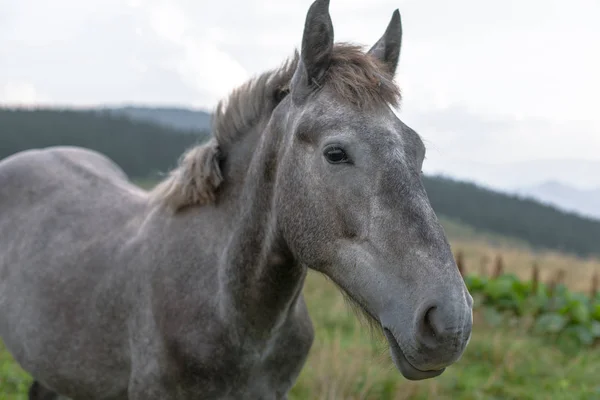青い空と白い雲山放牧の馬 — ストック写真