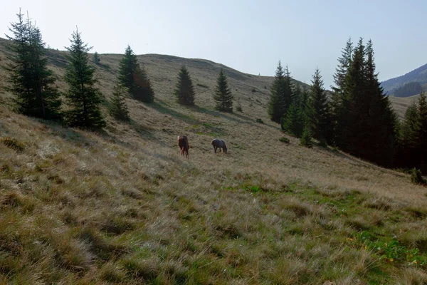 mavi gökyüzü ve beyaz bulutlar karşı dağda otlayan atlar