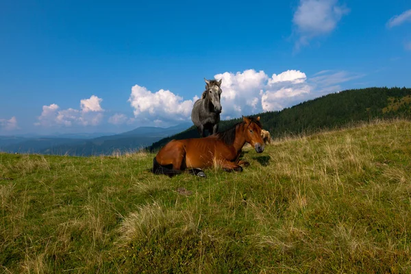 Cavalos Pastando Nas Montanhas Contra Céu Azul Nuvens Brancas — Fotografia de Stock