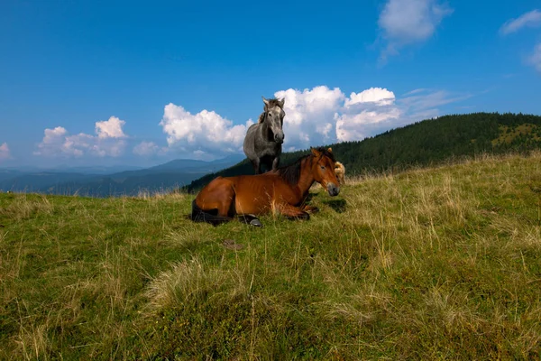 Chevaux Broutant Dans Les Montagnes Contre Ciel Bleu Les Nuages — Photo