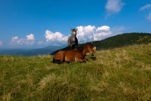 Konie Wypas Górach Przeciw Błękitne Niebo Białe Chmury — Zdjęcie stockowe