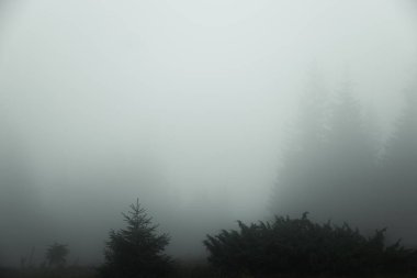 Sis olduğunu hemen hemen hiçbir şey görünür sadece karanlık siluetleri ağaçlarının