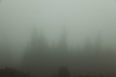 Sis olduğunu hemen hemen hiçbir şey görünür sadece karanlık siluetleri ağaçlarının