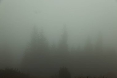 Sis olduğunu hemen hemen hiçbir şey görünür sadece karanlık siluetleri ağaçlarının