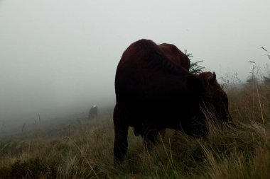 dağlar yoğun sis, boğa grazes sürüsü ile kaplı